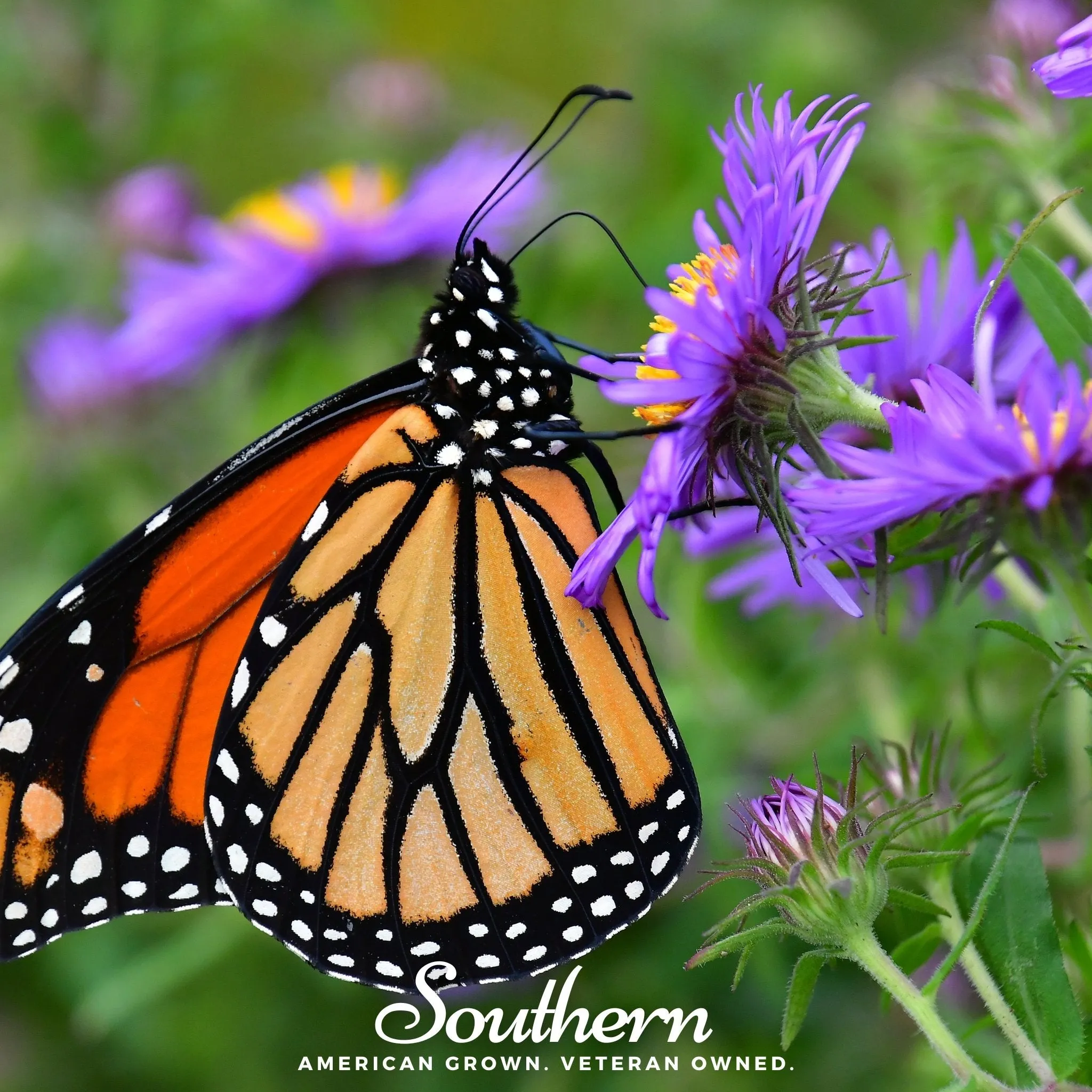 Aster, New England (Aster novae-angliae) - 200 Seeds