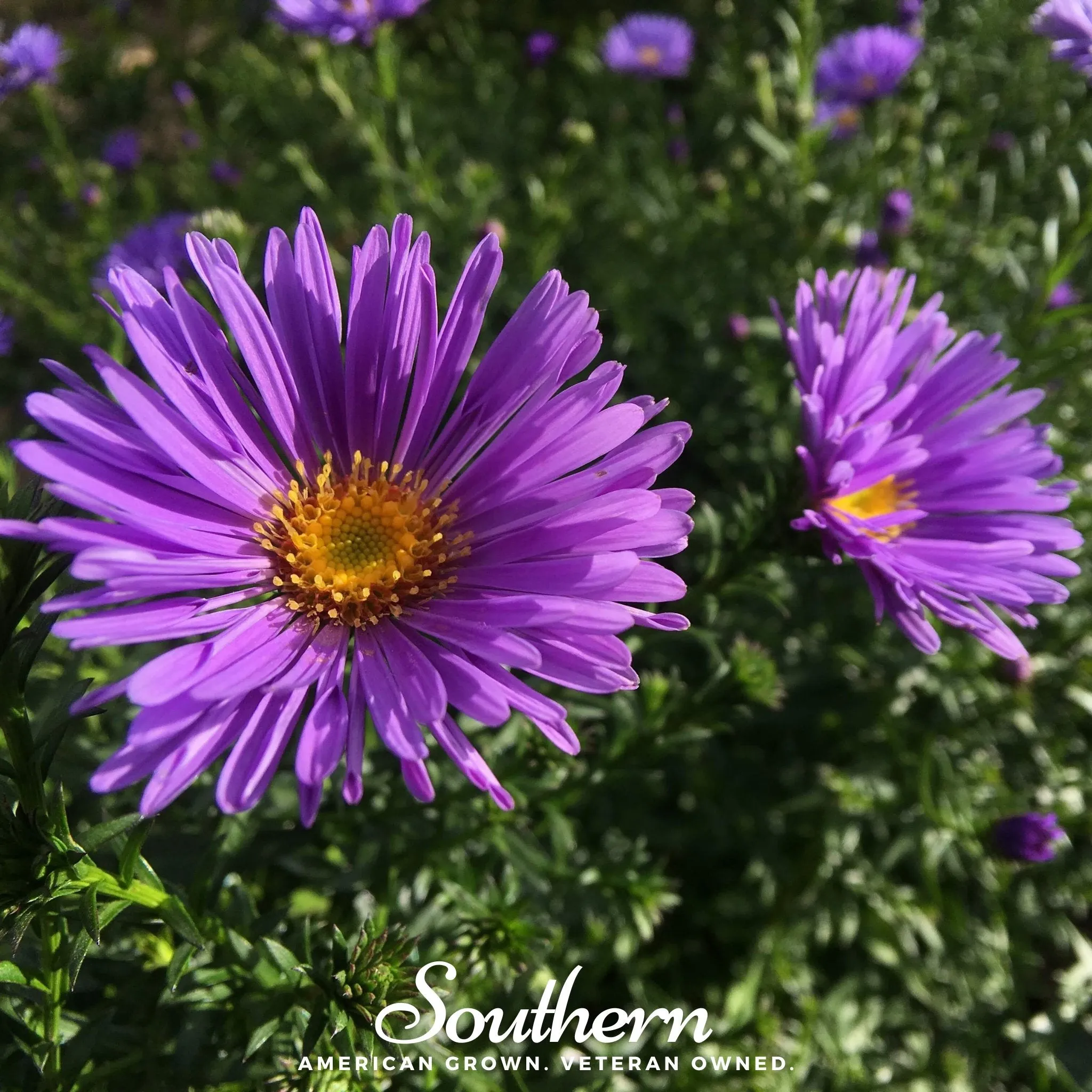 Aster, New England (Aster novae-angliae) - 200 Seeds
