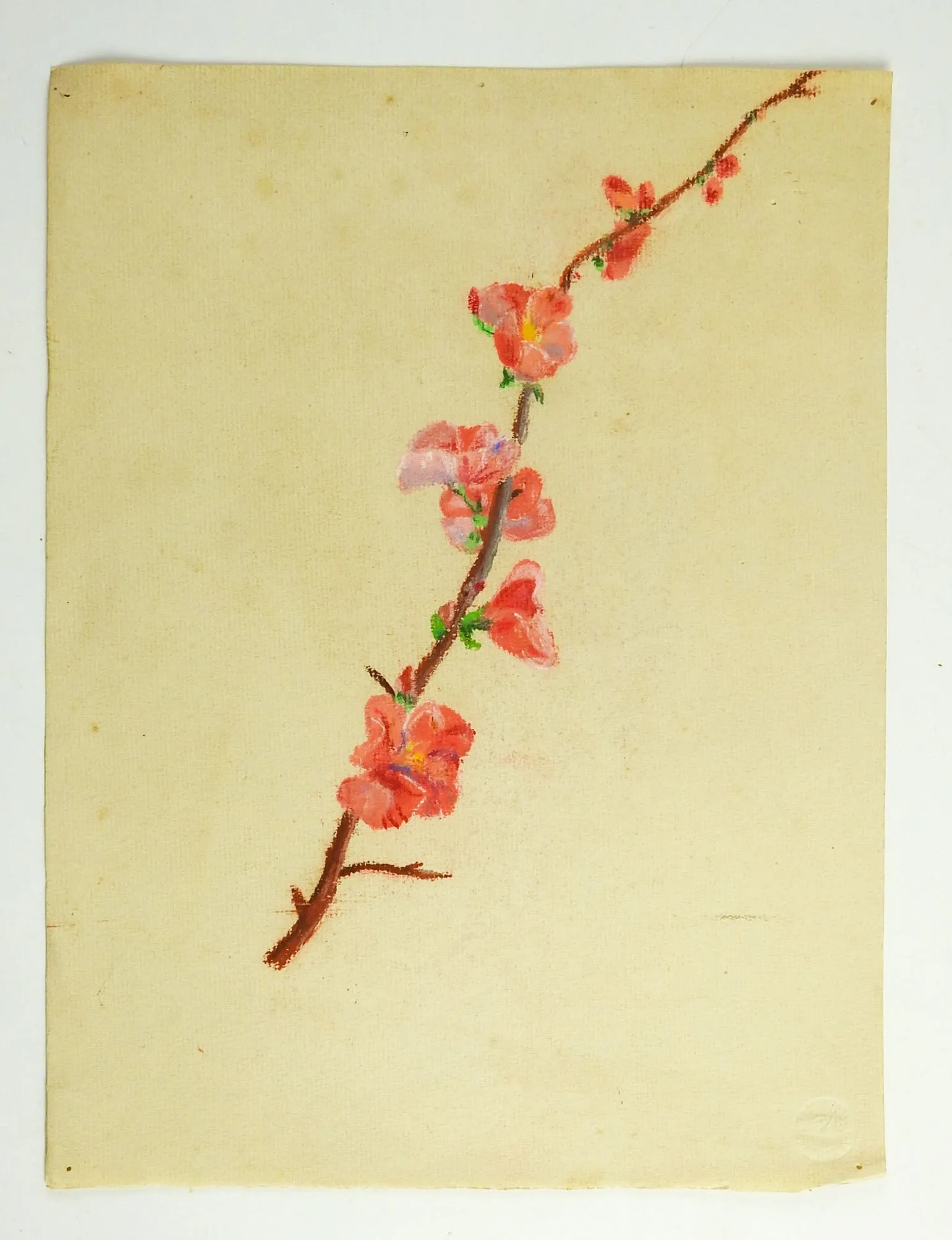 Cherry Blossom Pastel Drawing