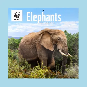 Elephants Wall Calendar 2025