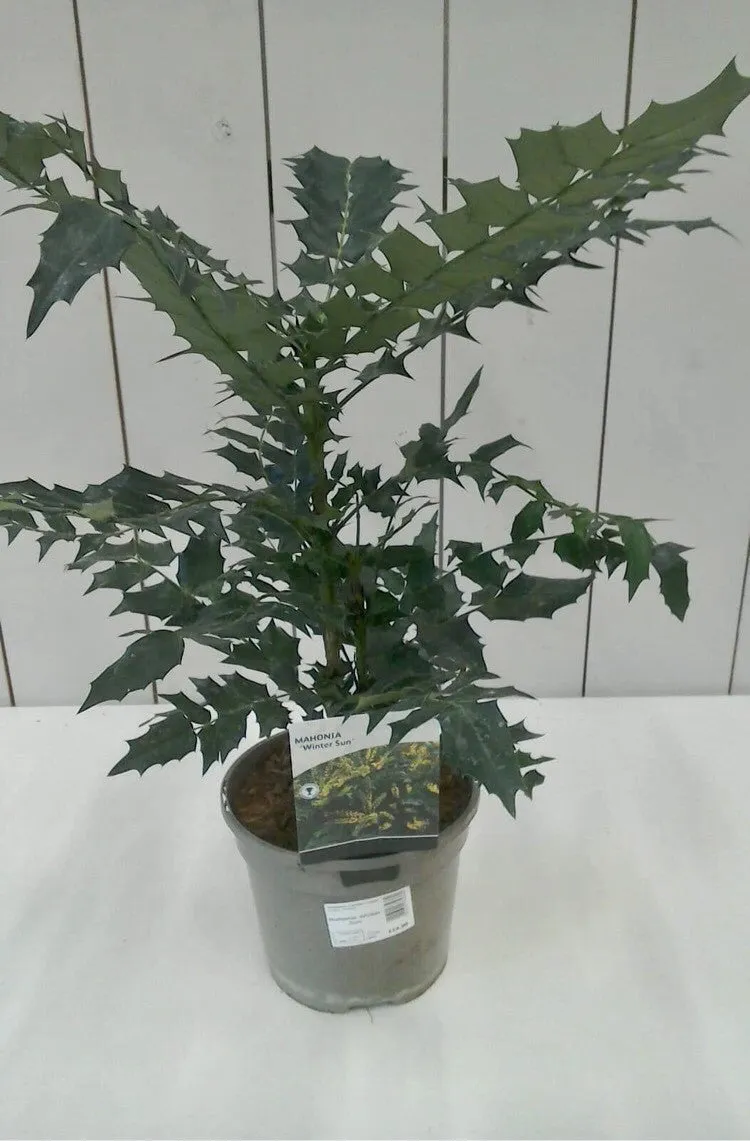 Mahonia Winter Sun, 3L