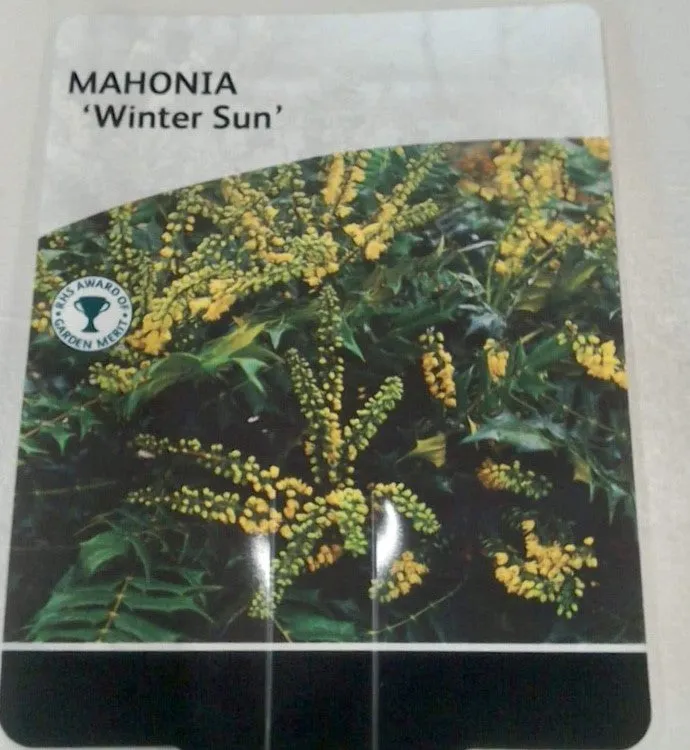 Mahonia Winter Sun, 3L