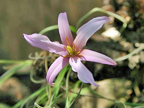Xerophyta retinervis | Black Stick Lily | 20 Seeds