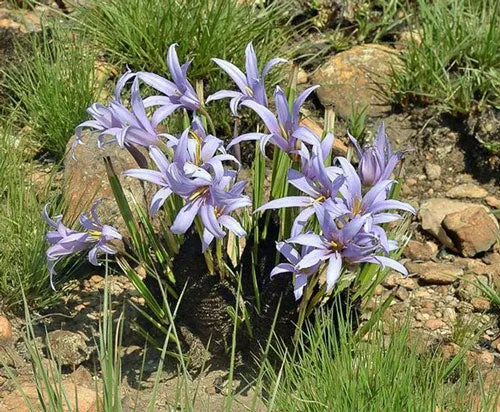 Xerophyta retinervis | Black Stick Lily | 20 Seeds