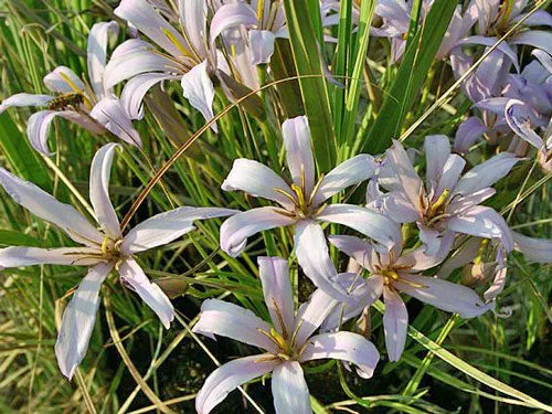 Xerophyta retinervis | Black Stick Lily | 20 Seeds