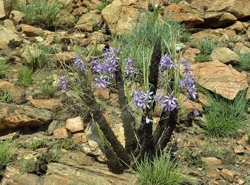 Xerophyta retinervis | Black Stick Lily | 20 Seeds